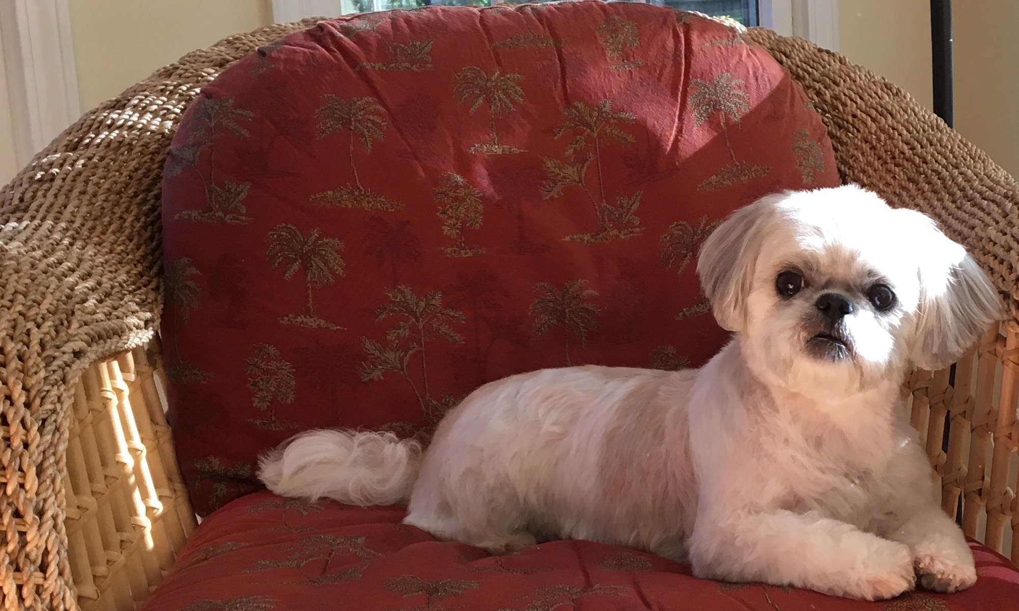 63+ Shih Tzu Haircuts Before And After